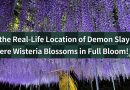 [Real-life location of Demon Slayer] Visit the enchanting wisteria blooms at Mount Fujikasane!